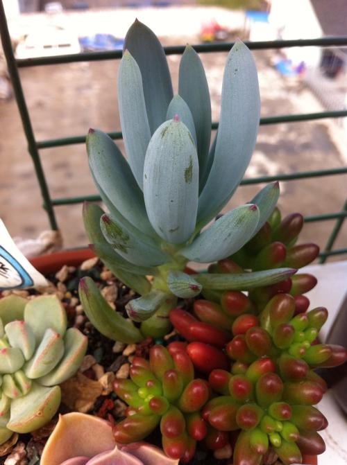 վƻش羳Ĳ 永ʽ4.4