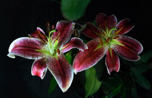 ECMOÖÆÔì¡¢5GÓ¦Óá¡ÎÒ¹ú¹ÄÀøÍâÉÌͶ×ÊÕâЩ²úÒµ