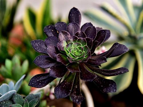 ´ºÔË£ü12306ÊÛÆ±ÌáǰÁË 60ËêÒÔÉÏÂÿÍÓÅÏÈÅÅÏÂÆÌ